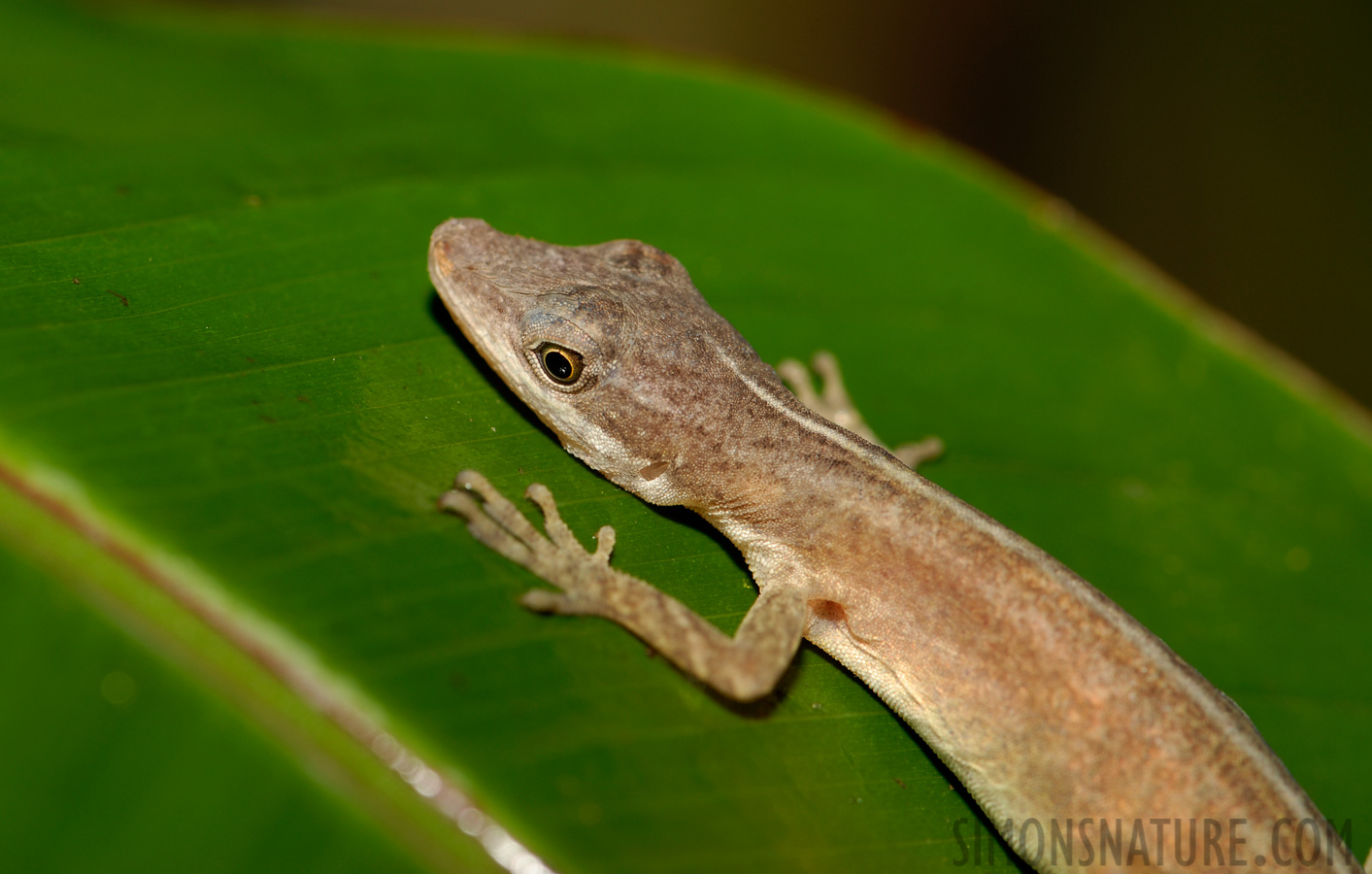 Anolis limifrons [105 mm, 1/60 sec at f / 10, ISO 100]